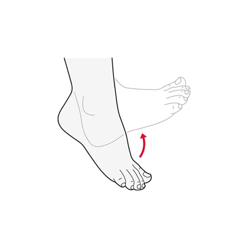Ankle range of motion